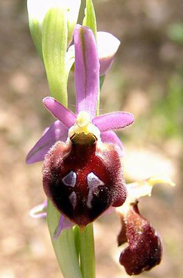 Ophrys biscutella